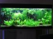 04_09_aquarium_wohnzimmer.jpg